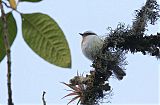 Rufous-breasted Chat-Tyrant